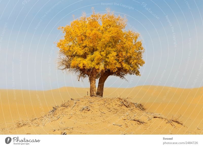 lonely tree in the taklamakan desert, china Relaxation Nature Landscape Sand Sky Clouds Plant Tree Park Loneliness Adventure Experience Vacation & Travel