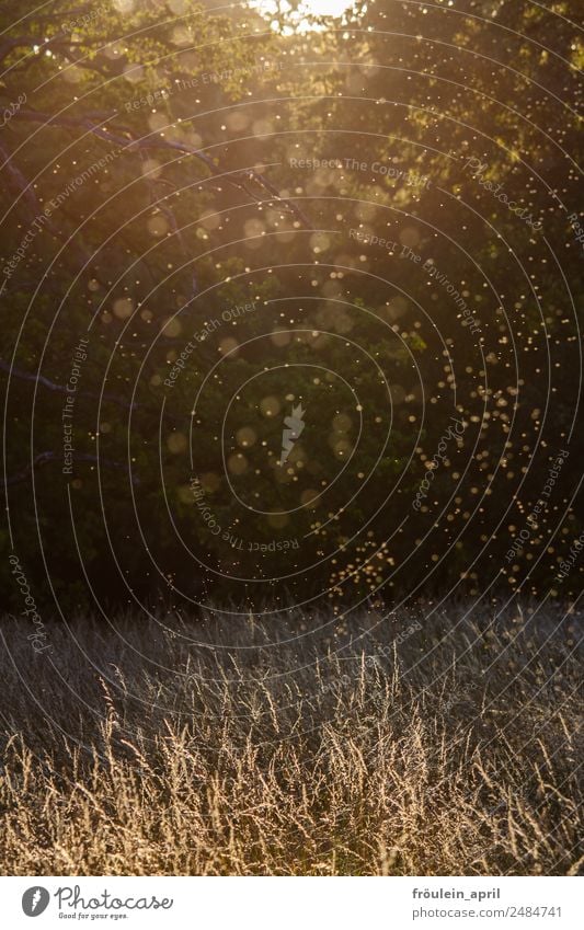 May I ask you to dance? Summer Tree Grass Park Meadow Warmth Yellow White Moody Beige blurry Sunset Mosquitos Romance Colour photo Copy Space bottom Evening