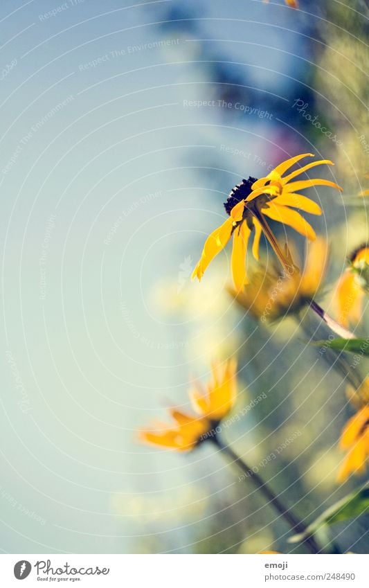 ...in the air Nature Plant Spring Summer Flower Fragrance Natural Yellow Colour photo Exterior shot Copy Space left Neutral Background Day Light Sunlight