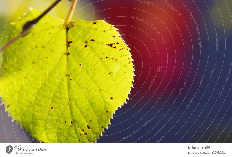 Bright autumn Plant Autumn Tree Leaf Illuminate Autumnal Seasons Colouring Early fall Yellow Gold Rachis Colour photo Exterior shot Close-up Deserted