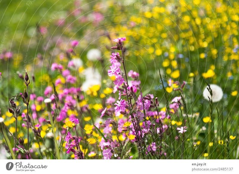 shopping paradise Nature Plant Spring Summer Flower Blossom Wild plant Meadow flower Garden Park Flower meadow Blossoming Fragrance Hiking Happiness Beautiful