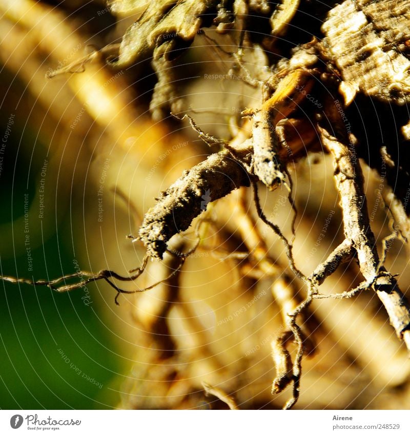 Underground - lifted to light Plant Earth Tree Bushes Foliage plant Wild plant Root Wood Labyrinth Muddled Old To dry up naturally Brown Gold Green Bizarre End