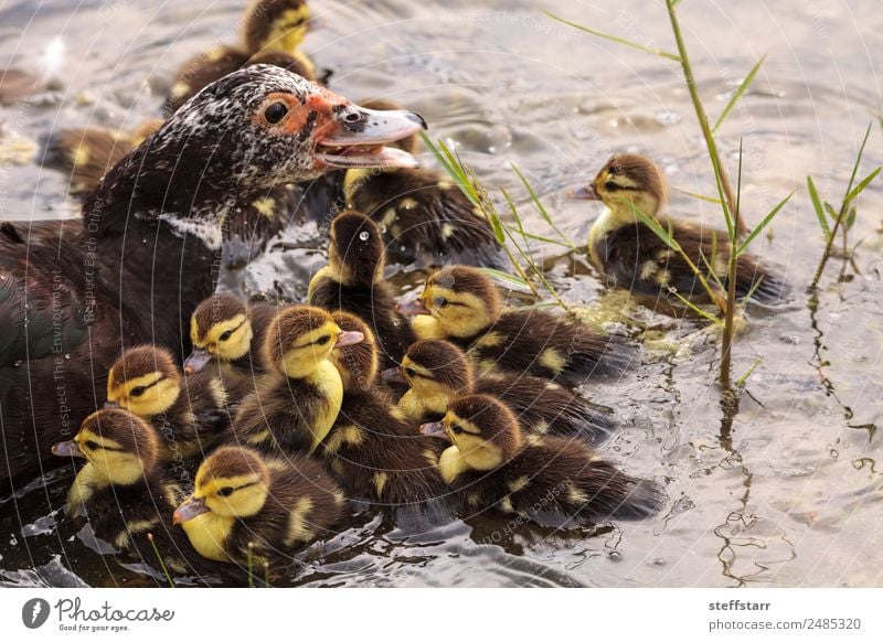 Mother and Baby Muscovy ducklings Cairina moschata Summer Parents Adults Family & Relations Nature Animal Pond Wild animal Bird 4 Flock Baby animal Cute Brown