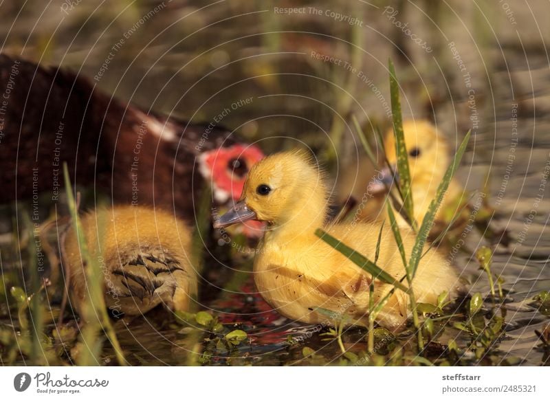 Mother and Baby Muscovy ducklings Cairina moschata Summer Parents Adults Family & Relations Nature Animal Pond Wild animal Bird Animal face 4 Flock Baby animal