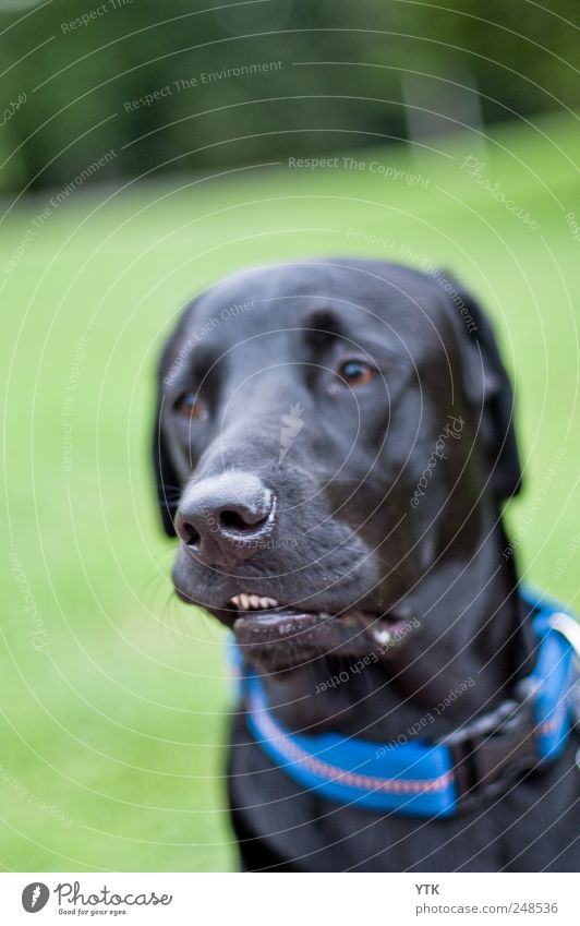 Boxer? Nature Plant Grass Park Meadow Pet Dog Movement Labrador Beat Boxing Snout defaced deformed Sorrowful Looking away Avoidance Neckband Retro Loyalty Nose