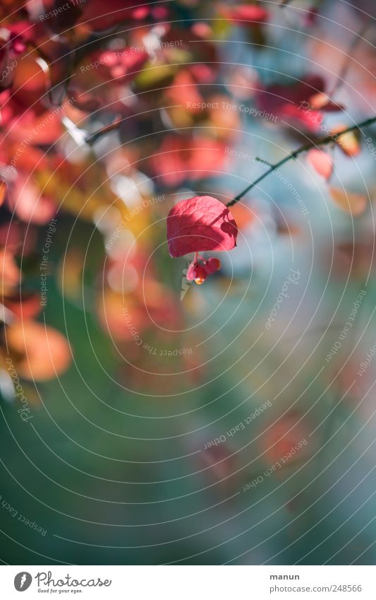 leaf photo Nature Autumn Tree Leaf Twigs and branches Autumnal Autumnal colours Early fall Beautiful Natural Multicoloured Pink Red Colour photo Exterior shot