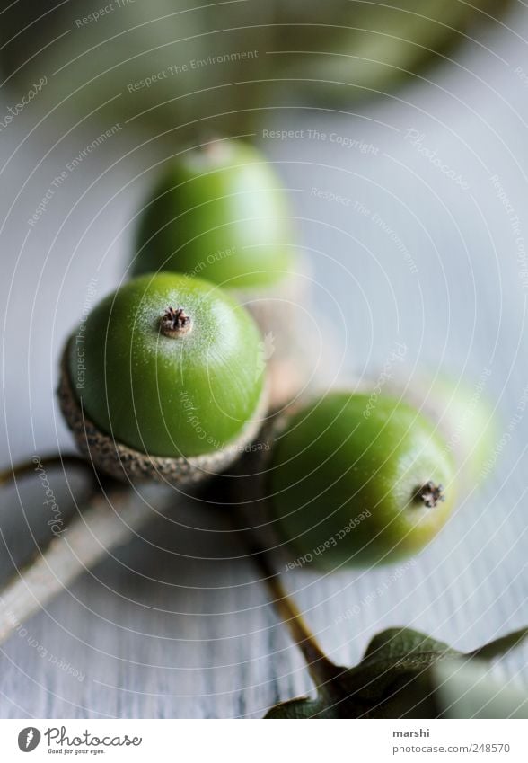 still green Nature Plant Green acorn fruit Fruit Seed head Acorn Leaf Blur Detail Macro (Extreme close-up) Colour photo Exterior shot