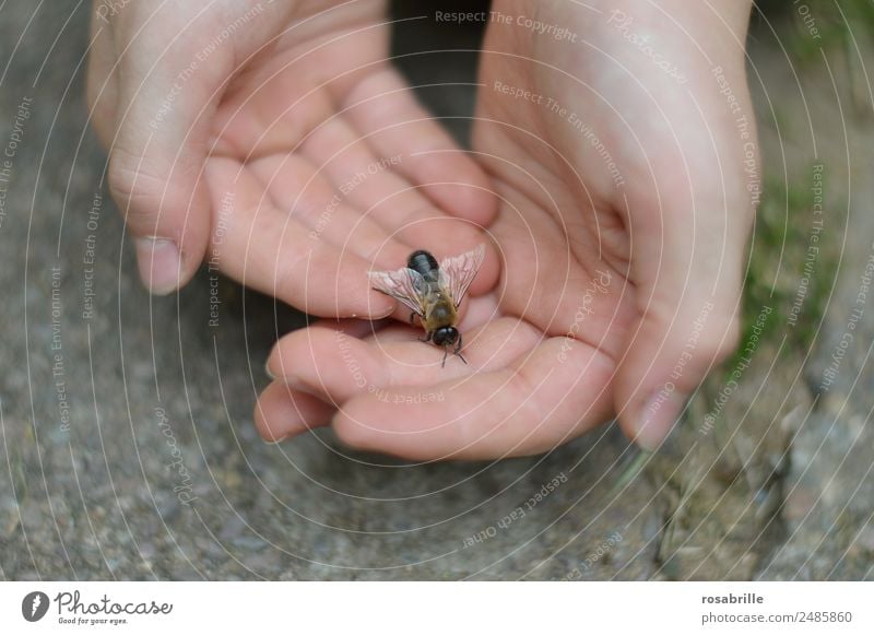 drone landed Human being Child Skin Hand Animal Farm animal Bee Wing Honey bee Masculine Insect 1 Observe Touch Crawl Small Near Trust Love of animals Attentive