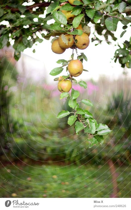 apple grape Food Fruit Apple Nutrition Organic produce Summer Tree Garden Hang Fresh Healthy Delicious Round Juicy Sour Sweet Branch Twig Apple tree