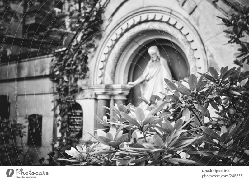 cimetière Masculine Sculpture Nature Plant Bushes Ivy Leaf Rhododendrom Park Cemetery Berlin Berlin-Friedenau Stone Sign Ornament Sadness Pain End Eternity