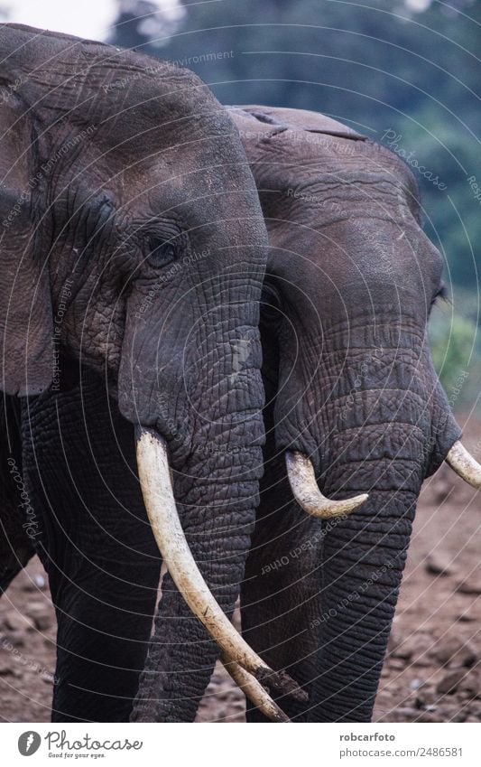 two elephants in Aberdare National Park in Kenya Family & Relations Mouth Nature Animal Natural Strong Wild Power Elephant trunk wildlife asian big head 2