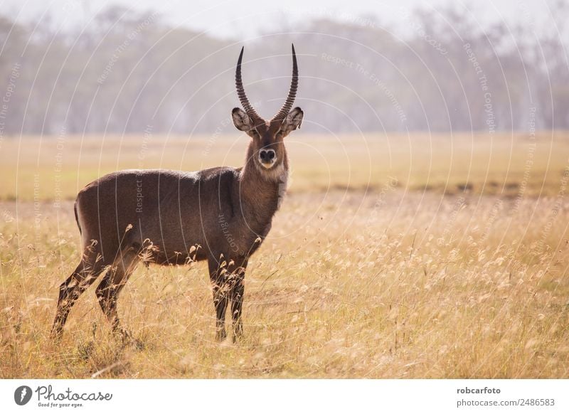 Waterbuck in Lake Samburu National Park, Kenya Beautiful Playing Vacation & Travel Safari Man Adults Environment Nature Animal Natural Wild White ellipsiprymnus