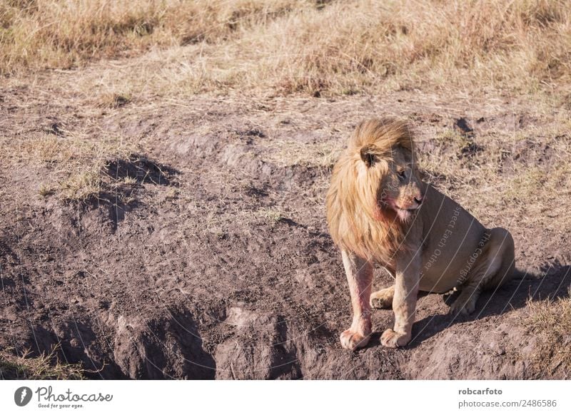 lion in Masai Mara Kenya Beautiful Playing Safari Man Adults Nature Landscape Animal Grass Park Cat Stand Natural Wild Colour Lion masai mara Africa african