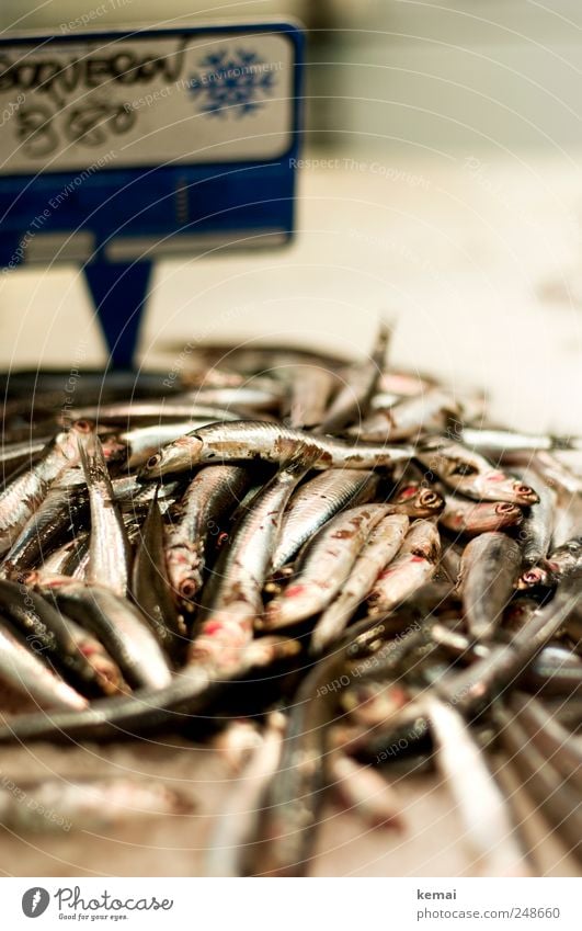 A bunch of fish Fish Seafood Nutrition Lunch Dinner Market stall Covered market Fish market Animal Farm animal Animal face Scales Eyes Lie Fresh Silver