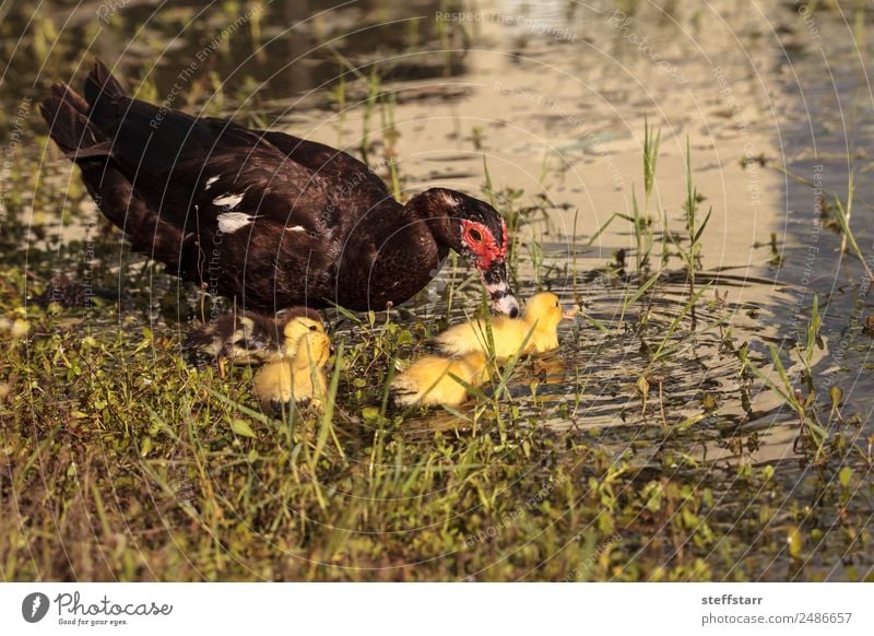 Mother and Baby Muscovy ducklings Cairina moschata Summer Parents Adults Family & Relations Nature Animal Pond Farm animal Wild animal Bird Flock Baby animal