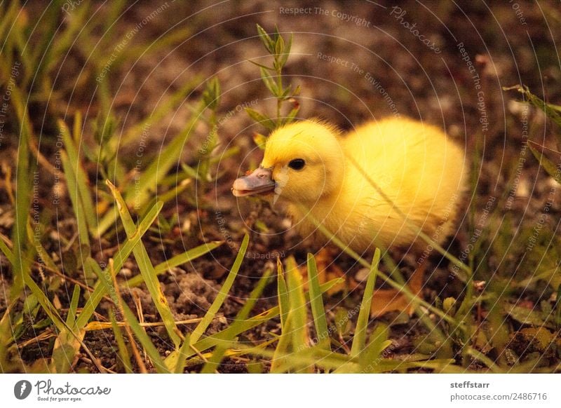 Baby Muscovy ducklings Cairina moschata Summer Family & Relations Nature Animal Pond Wild animal Bird 1 Baby animal Cute Yellow Chick fledgling Duckling