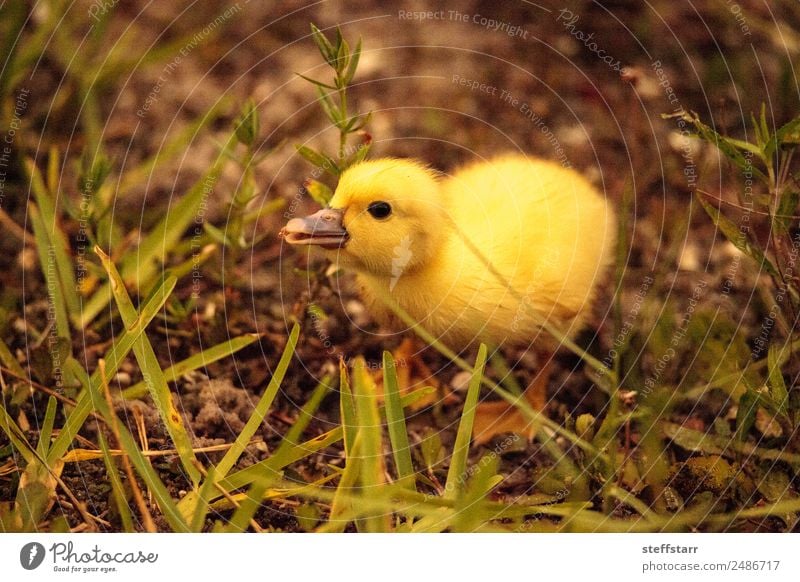 Baby Muscovy ducklings Cairina moschata Summer Family & Relations Nature Animal Pond Farm animal Wild animal Bird 1 Baby animal Cute Yellow Chick fledgling