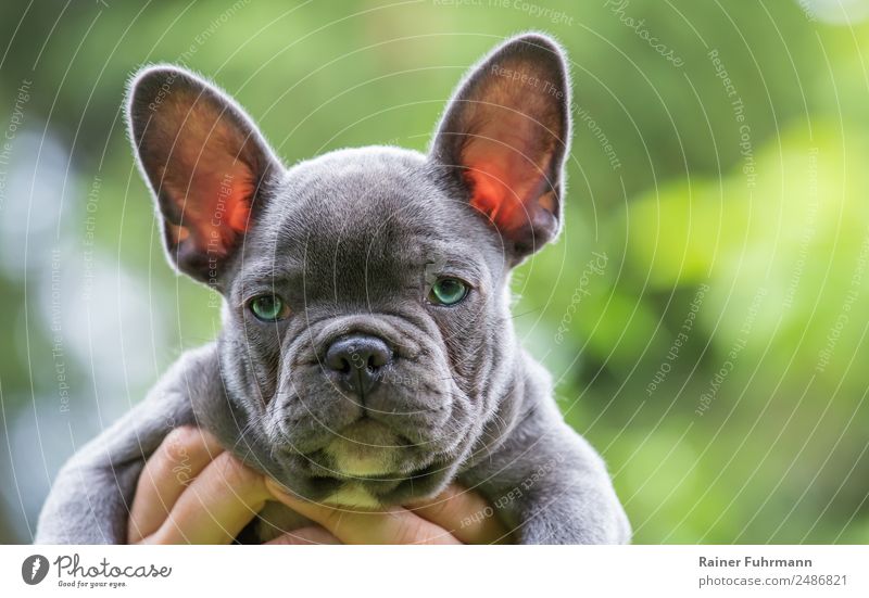 Portrait of a very young French Bulldog Animal Summer Pet Dog "Bulldog Puppy" 1 Baby animal Observe Brash Friendliness Emotions Trust Serene "sweet Cute