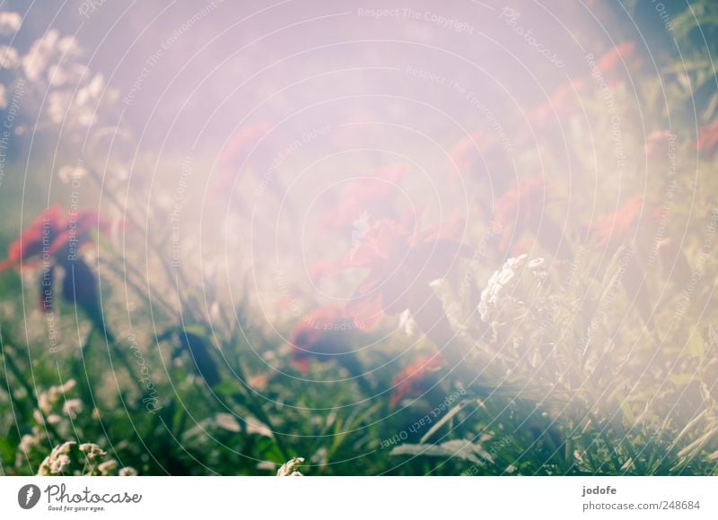 incidence of light Nature Plant Flower Blossom Beautiful Light leak milky Dull Unclear Blur Garden Marigold Awareness Shaft of light Garden Bed (Horticulture)