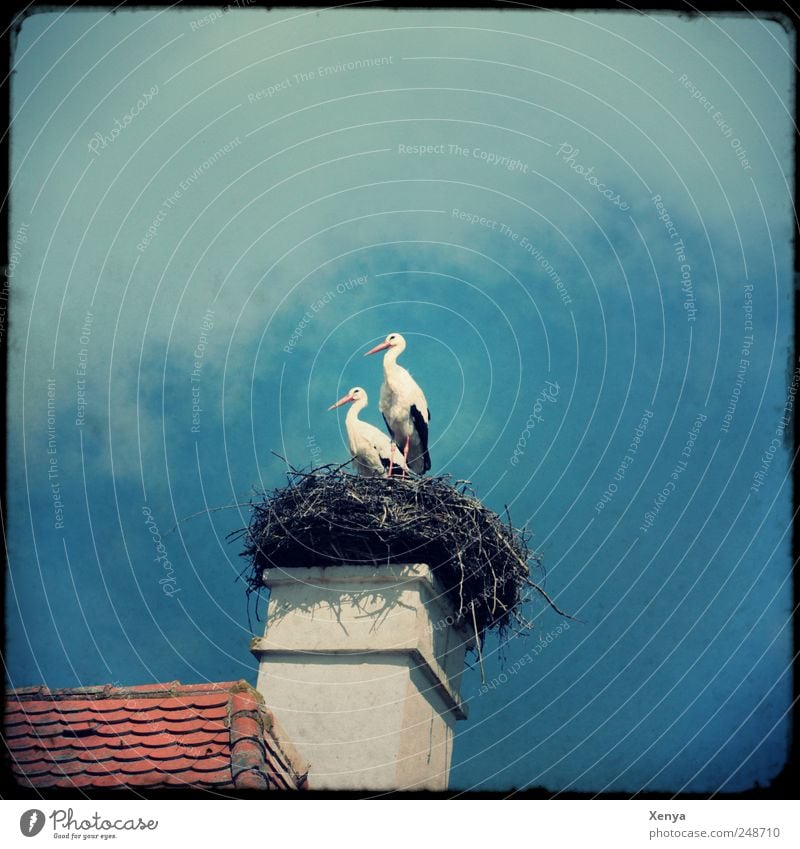 twins Wild animal Bird Stork 2 Animal Pair of animals Wait Nest Roof Chimney Exterior shot Deserted Copy Space top Day