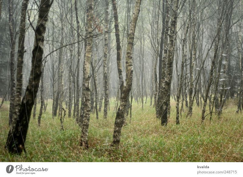 birch forest Trip Hiking Environment Nature Landscape Plant Autumn Bad weather Fog Tree Grass Foliage plant Movement Discover Relaxation Going To enjoy Dark Wet