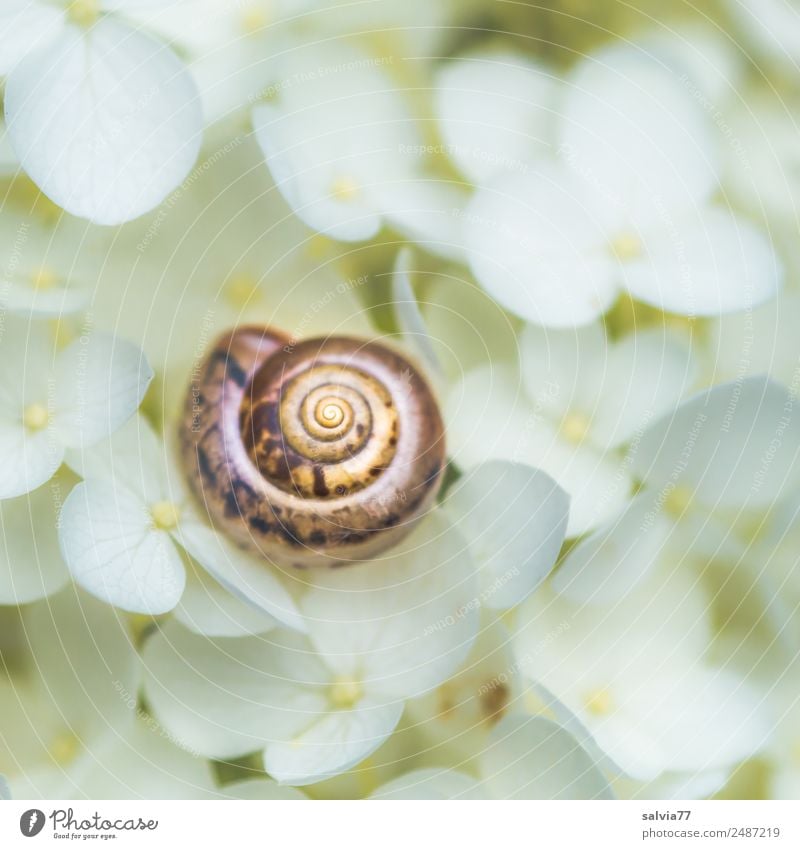 live better Environment Nature Summer Plant Flower Blossom Hydrangea blossom Garden Animal Snail Snail shell 1 Round Soft Brown White Calm Protection Spiral