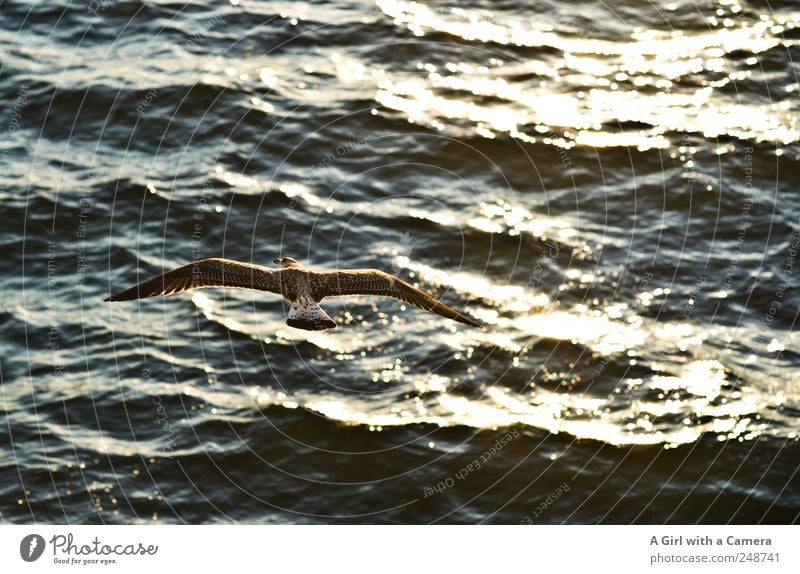 above the surface Environment Nature Animal Elements Water Summer Beautiful weather Waves Ocean Mediterranean sea Wild animal Bird Gull birds Seagull Wing 1