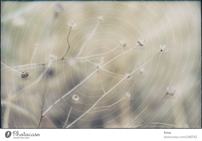 autumn preparations Nature Plant Autumn Blossom Wild plant Faded To dry up Esthetic Dry Gray Analog Shriveled Slide Meadow Subdued colour Exterior shot Detail