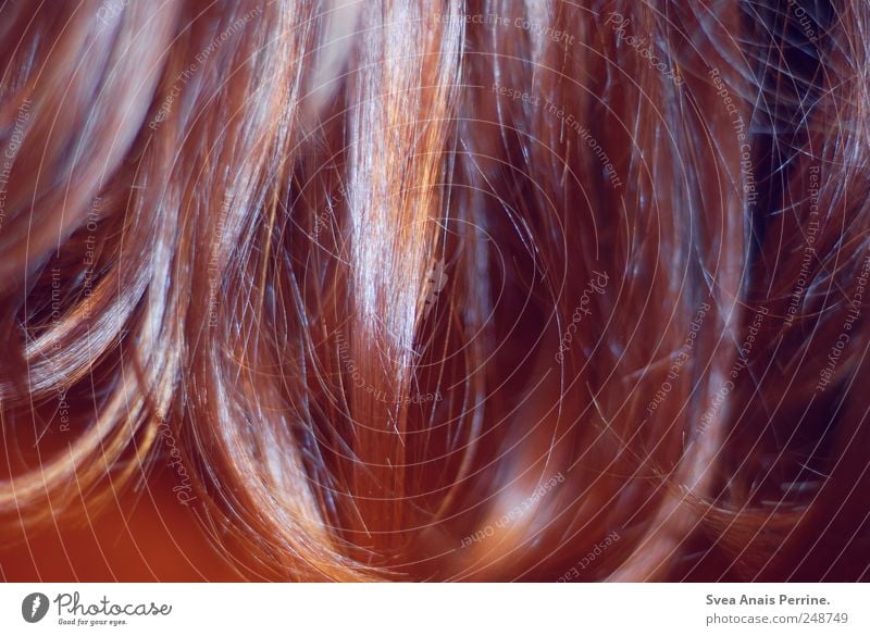 trashair. Hair and hairstyles Brunette Red-haired Long-haired Trashy Strand of hair Shock of hair Colour photo Detail Artificial light Flash photo Contrast