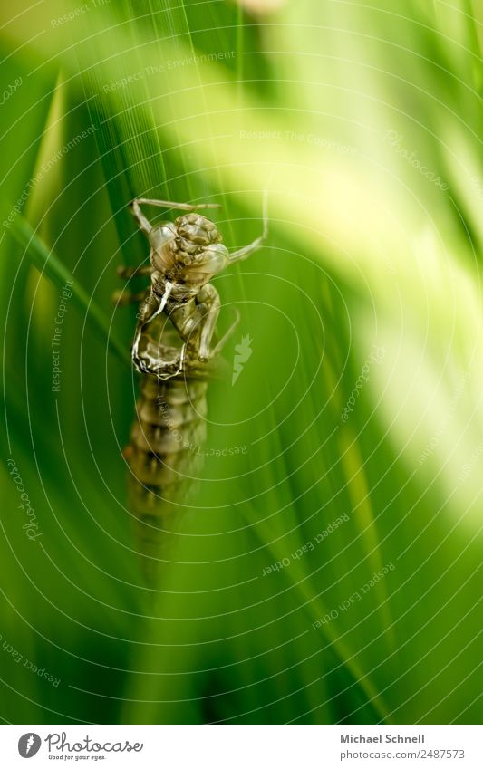 Exuvie - empty larval shell of a hatched dragonfly Animal Dragonfly Larva Exuvia 1 Exceptional Thin Natural Brown Green Protection Safety (feeling of) Identity