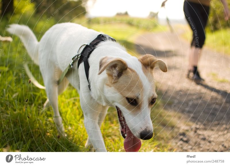 walk Leisure and hobbies Walk the dog Summer Human being Woman Adults 1 Nature Plant Animal Beautiful weather Grass Meadow Pet Dog Dog lead Rope Movement