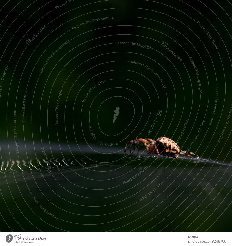 spider Animal Wild animal Spider 1 Net Crawl Sit Creepy Brown Green Spider's web Insect Cobwebby Line Close-up Colour photo Exterior shot Deserted Morning Light