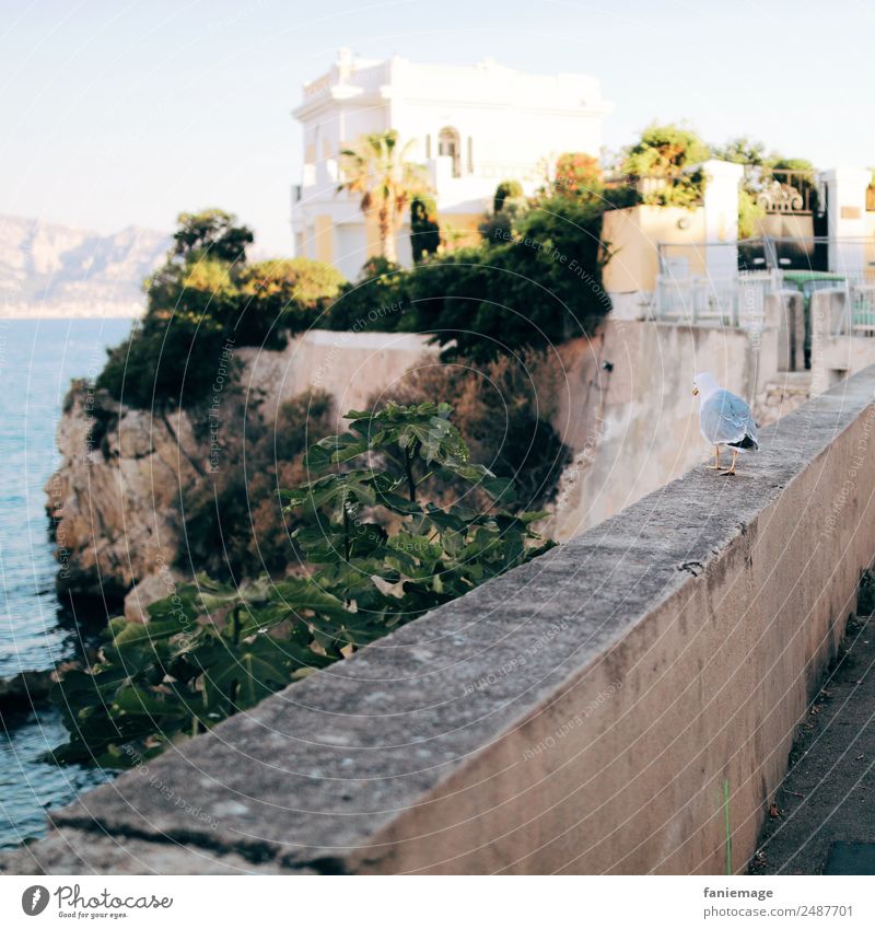 promenade de la mouette Animal Bird 1 Going Seagull Marseille Villa Wall (barrier) To go for a walk Corniche South Provence Mediterranean sea Southern France