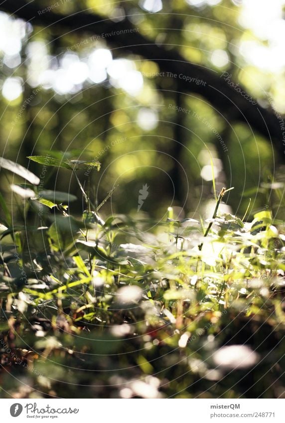 Clearance. Environment Nature Landscape Plant Esthetic Forest Woodground Clearing Glade Edge of the forest Forest death Blur Primordial Green Natural Ecological