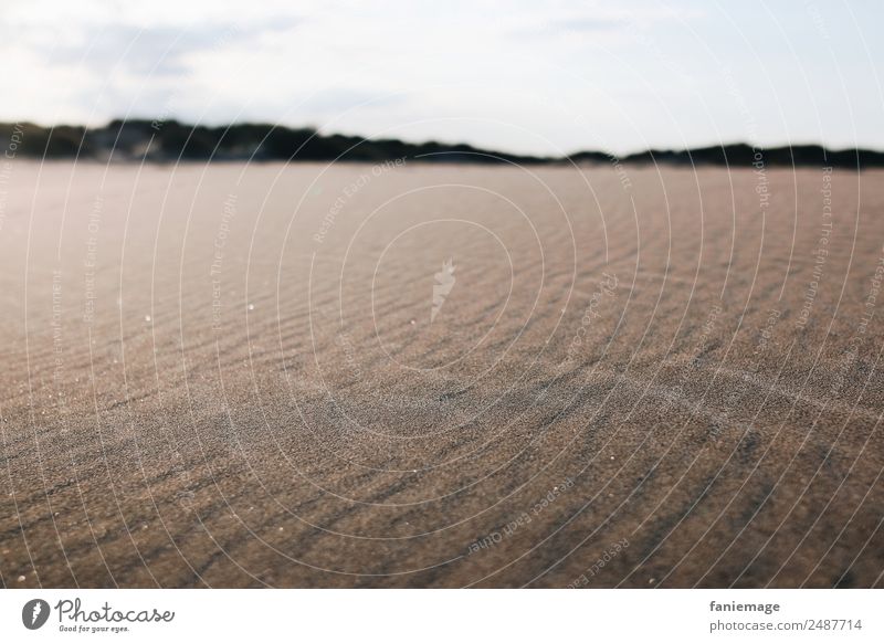 Like sand on the sea Environment Nature Landscape Esthetic Sand Beach Sandy beach Tracks Wind Grain of sand Pattern Desert Glittering Camargue Dune Blur Beige