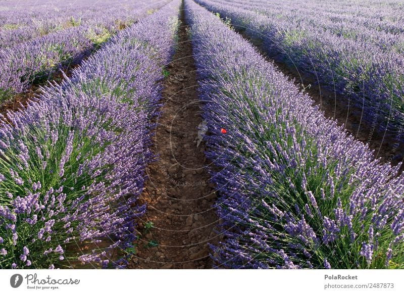 #A# Lavender Width Environment Nature Landscape Plant Climate Climate change Garden Field Esthetic Violet Margin of a field Field line Lavender field