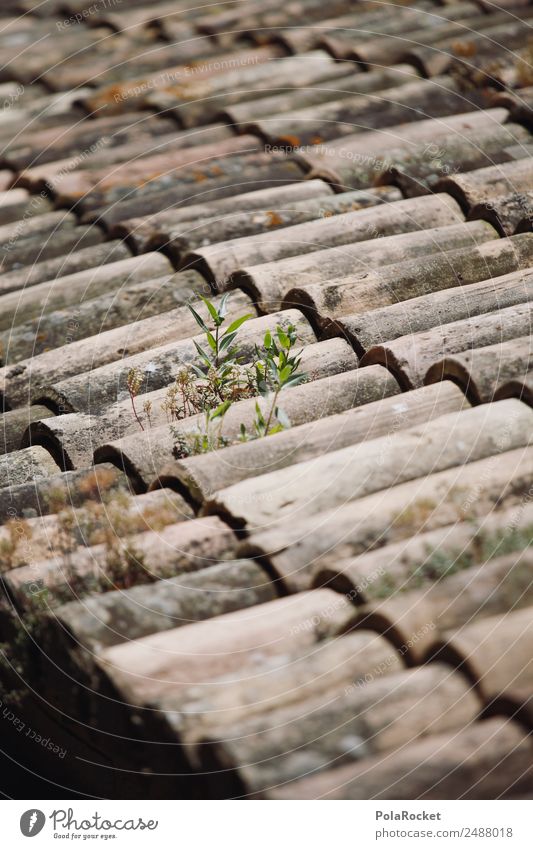 #A# Roof growth Esthetic Roofing tile Roofer Mediterranean Many Brick Tiled roof Brick red France Provence Colour photo Subdued colour Exterior shot Close-up