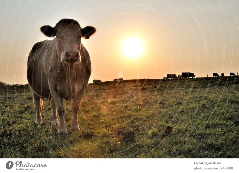 Dreaming of India Environment Nature Landscape Sky Cloudless sky Summer Beautiful weather Meadow Animal Farm animal Cow 1 Group of animals Yellow Gold Green