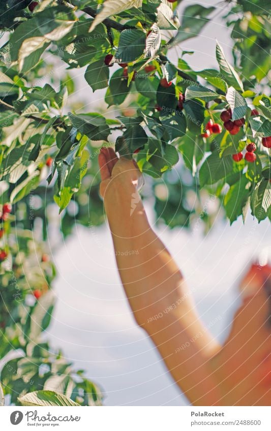 #A# Good.Cherries.Food. Environment Nature Esthetic Pick Harvest Organic produce Organic farming Sustainability Healthy Eating Nutrition Civic pride Cherry