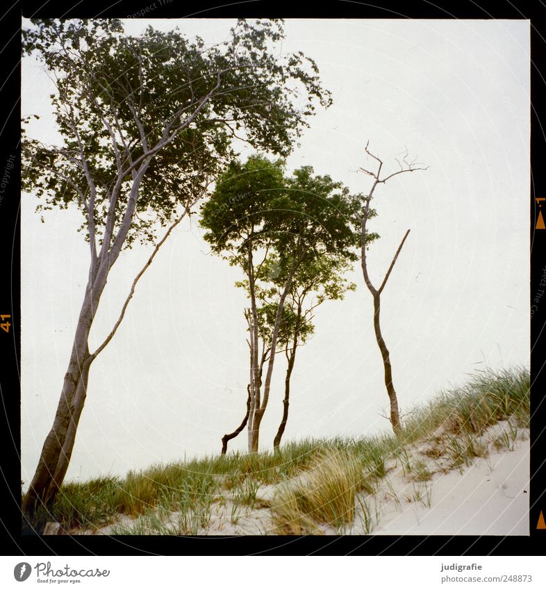 western beach Environment Nature Landscape Plant Tree Grass Coast Beach Baltic Sea Ocean Darss Western Beach Natural Wild Colour photo Exterior shot Deserted