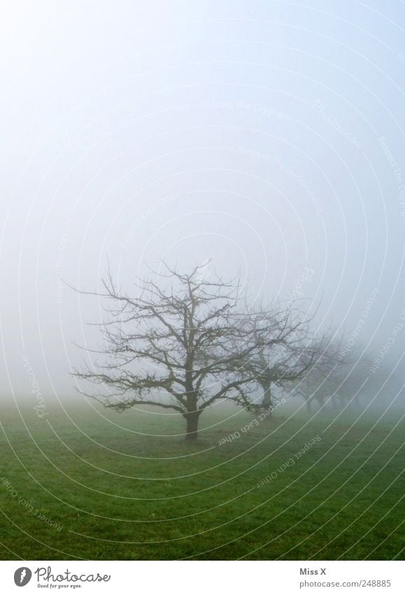 it gets darker and darker... Nature Landscape Autumn Winter Bad weather Fog Tree Meadow Field Dark Shroud of fog Patch of fog Misty atmosphere Apple tree