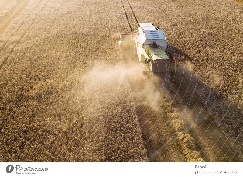 Mähdräscher harvests a grain field in the evening light from the air Farmer Harvest Economy Agriculture Forestry Machinery Combine Tractor Agricultural machine