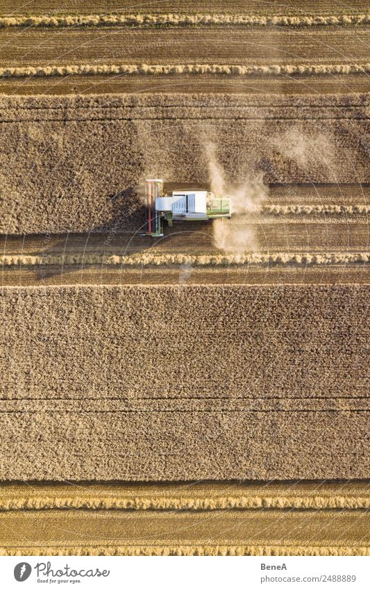 Combine harvester harvests grain field in the evening light from the air Harvest Farmer Agriculture Forestry Machinery Agricultural machine Environment Nature