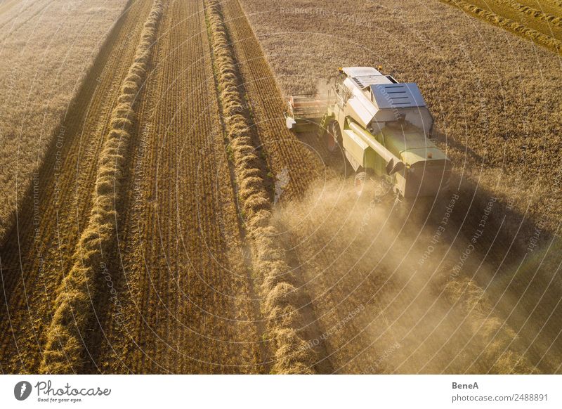 A combine harvester is harvesting grain crops on a cornfield in the evening sun seen from above Aerial Aerial View Agriculture Barley Cereal Corn Drone Drought