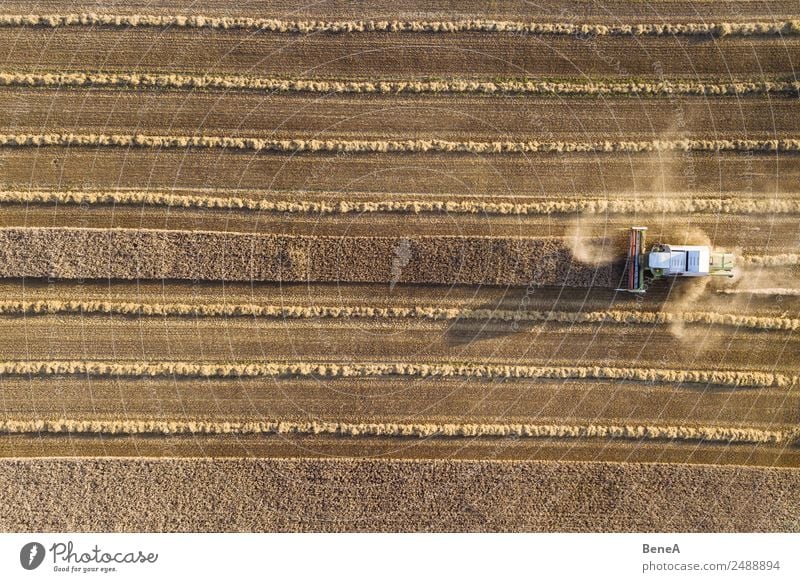 Combine harvester harvests a grain field in the evening light from the air Machinery Agricultural machine Tractor Technology Environment Nature Landscape Plant