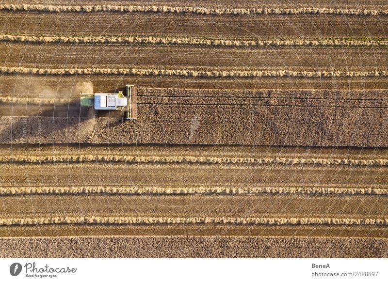 Combine harvester harvests grain field in the evening light from the air Harvest Farmer Machinery Agricultural machine Environment Nature Landscape Plant