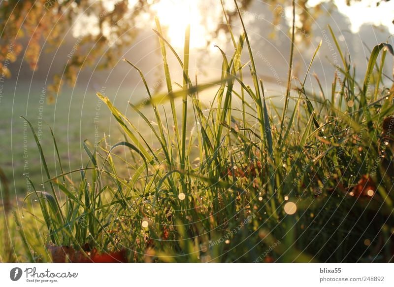 morning sun Nature Landscape Plant Drops of water Sunrise Sunset Sunlight Autumn Bushes Idyll Colour photo Exterior shot Morning Dawn Light Shadow Reflection