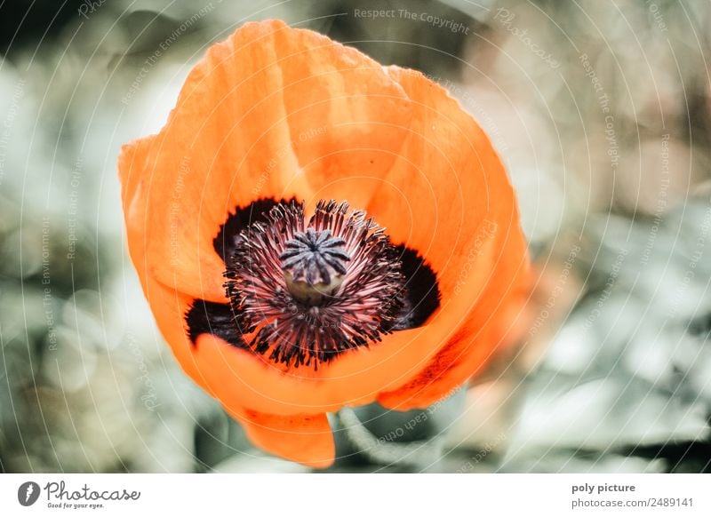 Summer poppy flower Environment Nature Plant Spring Autumn Beautiful weather Leaf Blossom Foliage plant Wild plant Garden Park Meadow Field Forest