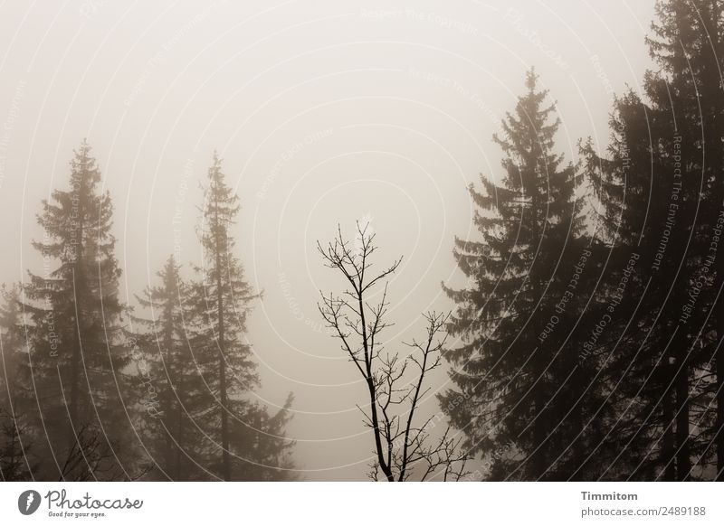 Thriller environment Environment Nature Landscape Plant Sky Bad weather Fog Tree Forest Sadness Dark Brown Fear Crime thriller Sepia colour Subdued colour