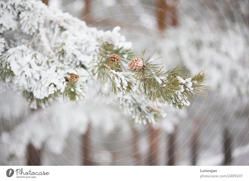 Branch with snow a winter day Nature Plant Winter Ice Frost Snow Tree Forest Mountain Snowcapped peak Breathe Cool (slang) Healthy Beautiful White Serene